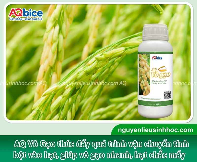 Chế phẩm sinh học AQ Vô Gạo