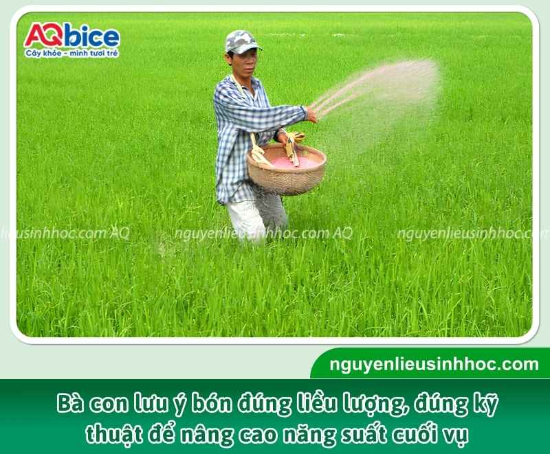 Những sai lầm bà con cần tránh khi bón phân cho lúa vụ Hè Thu