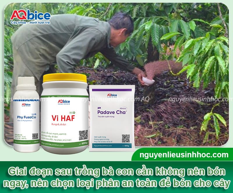 Hướng dẫn cách chăm sóc cà phê mới trồng tỷ lệ sống cao