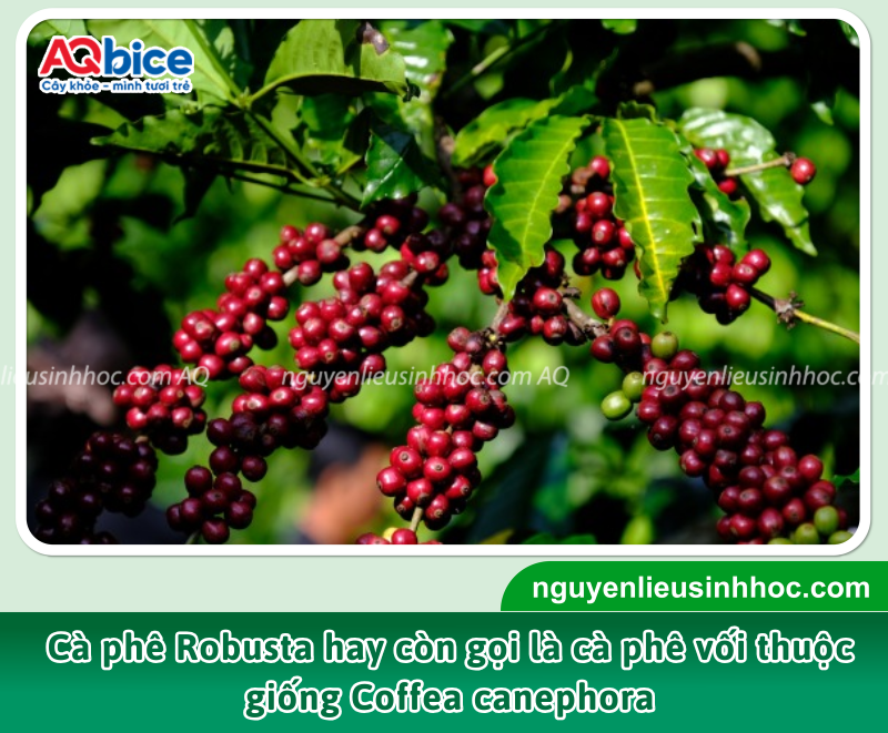 Cà phê Robusta: Đặc điểm, bệnh hại và lợi ích 1 Robusta là dòng cà phê sở hữu hương vị đậm đà, hàm lượng caffeine cao nên khả năng tạo cảm giác tỉnh táo mạnh mẽ.