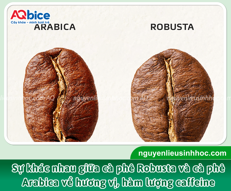 Cà phê Robusta: Đặc điểm, bệnh hại và lợi ích 2 Do chứa lượng caffeine lớn, hạt Robusta mang bản sắc vị đắng đậm đà, mạnh mẽ và ít mượt mà hơn khi so sánh với Arabica