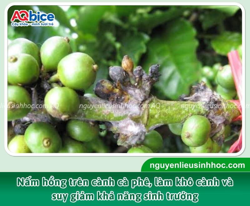 Cà phê Robusta: Đặc điểm, bệnh hại và lợi ích 3 Bệnh nấm: Phát triển mạnh trong điều kiện độ ẩm cao và nhiều ánh sáng; lây lan nhanh gây chết cục bộ từng cành hoặc chết cả cây ở giai đoạn kinh doanh.
