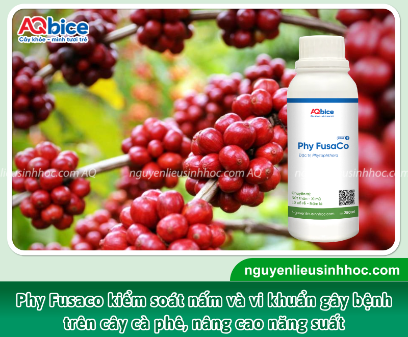 Cà phê Robusta: Đặc điểm, bệnh hại và lợi ích 4 Chế phẩm sinh học Phy Fusaco kiểm soát nấm khuẩn phổ rộng , giúp triệt tiêu nấm bệnh nhanh chóng