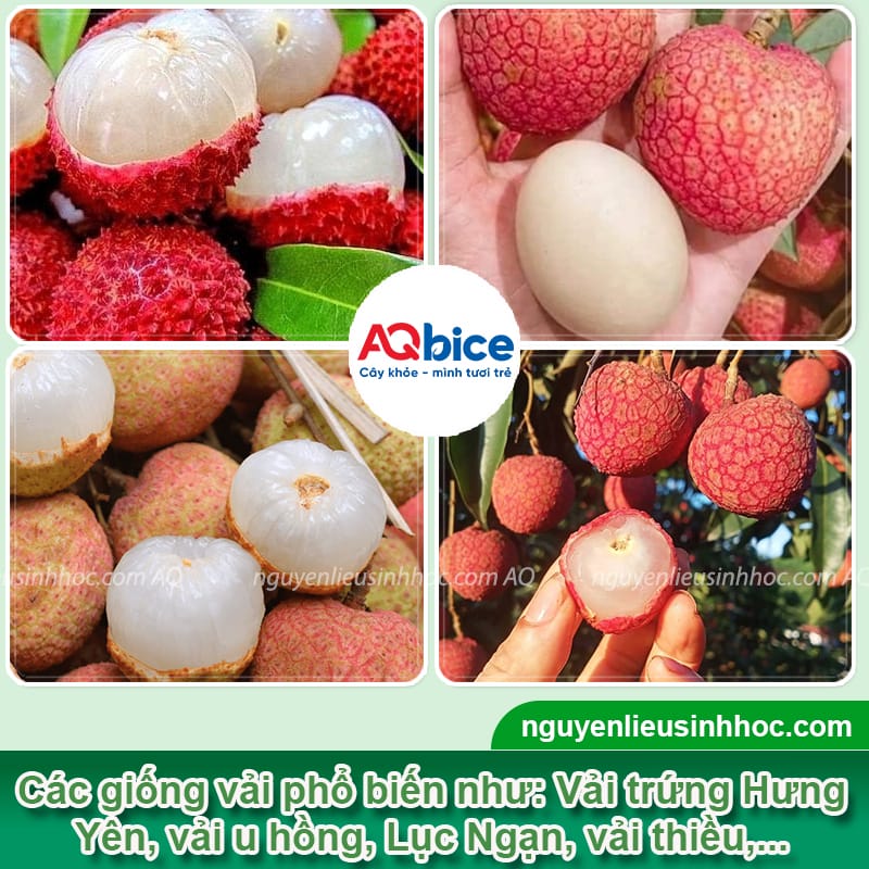 Khám phá các giống vải ở Việt Nam nổi tiếng, năng suất cao 2 Khám phá các giống vải ở Việt Nam nổi tiếng, năng suất cao