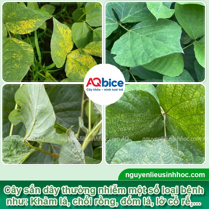 Các bệnh trên cây sắn phổ biến và cách phòng trừ hiệu quả