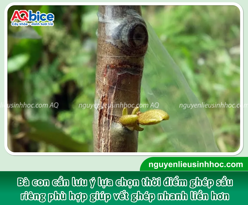 Cách ghép sầu riêng đúng kỹ thuật, đơn giản dễ thực hiện 1 Lựa chọn đúng thời điểm sẽ giúp vết ghép nhanh liền, tăng tỷ lệ thành công và giúp cây phát triển khỏe mạnh sau khi ghép.