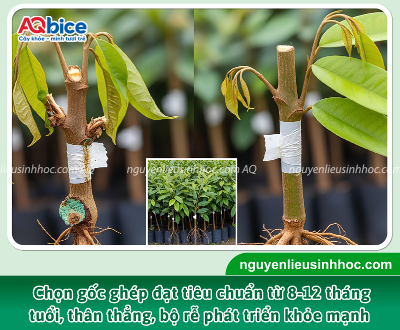 Cách ghép sầu riêng đúng kỹ thuật, đơn giản dễ thực hiện 2 Gốc ghép nên được ươm từ hạt của những cây khỏe mạnh, có khả năng chống chịu sâu bệnh tốt.