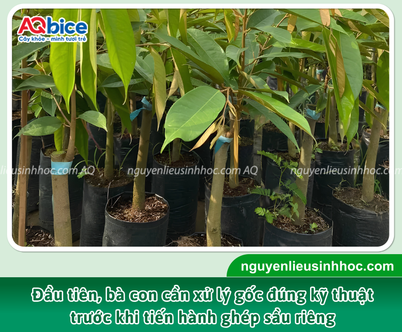 Chọn gốc ghép khỏe mạnh, thân thẳng, không bị sâu bệnh và có đường kính phù hợp với cành ghép.