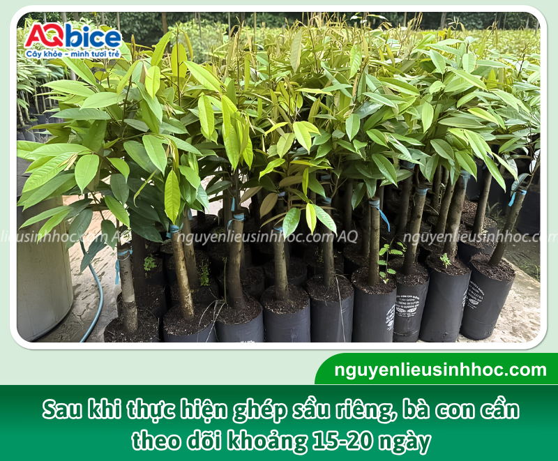 Cách ghép sầu riêng đúng kỹ thuật, đơn giản dễ thực hiện 4 Sau khi hoàn thành cách ghép sầu riêng, việc chăm sóc đúng kỹ thuật sẽ quyết định khả năng sống và tốc độ sinh trưởng của cây.