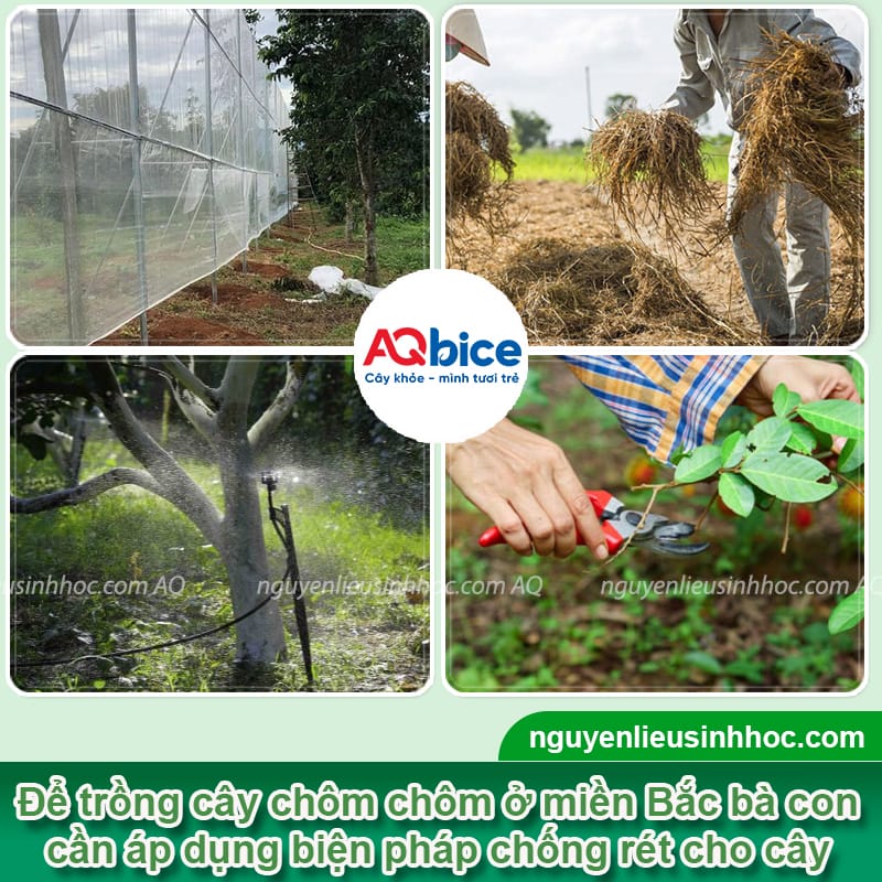Cây chôm chôm có trồng được ở miền Bắc không?