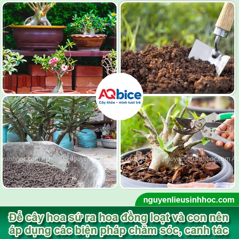 Vì sao sứ không ra hoa và cách xử lý giúp bông nở đều, đẹp