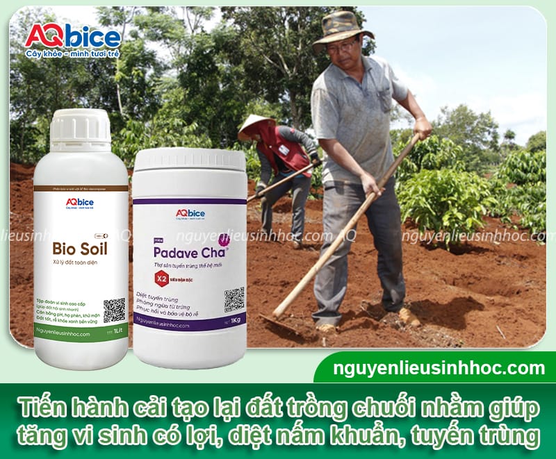 Hướng dẫn cách chăm sóc cây chuối sau thu hoạch đúng cách