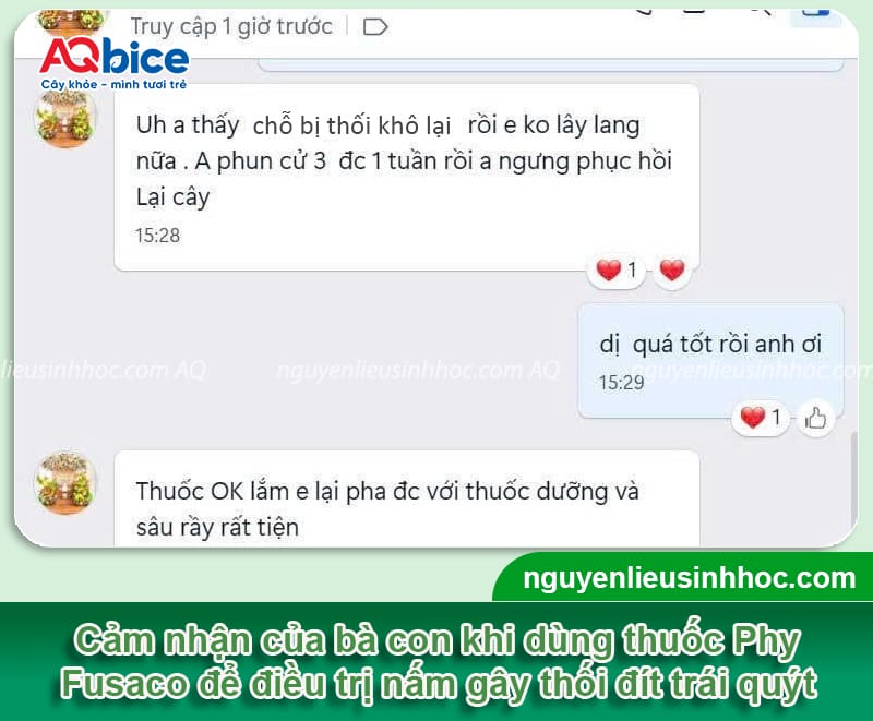 Nguyên nhân bệnh thối đít trái quýt và cách phòng trừ