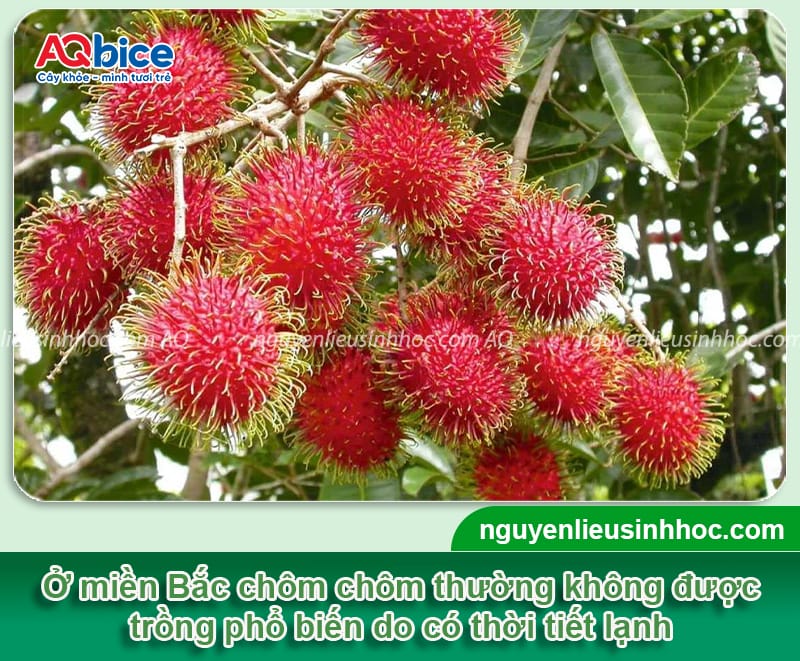 Cây chôm chôm có trồng được ở miền Bắc không?