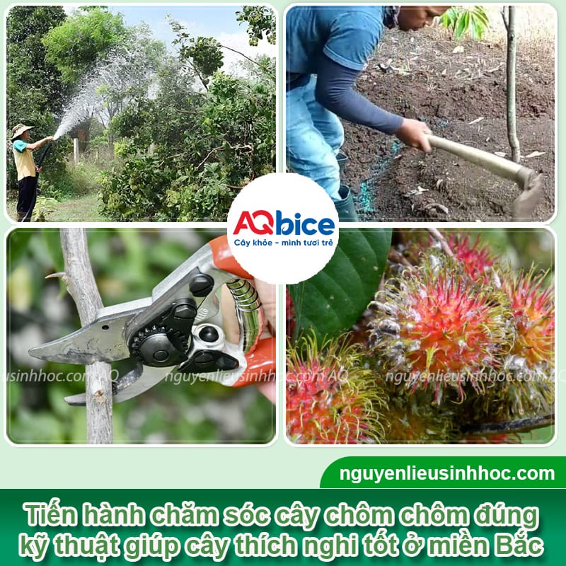 Cây chôm chôm có trồng được ở miền Bắc không?