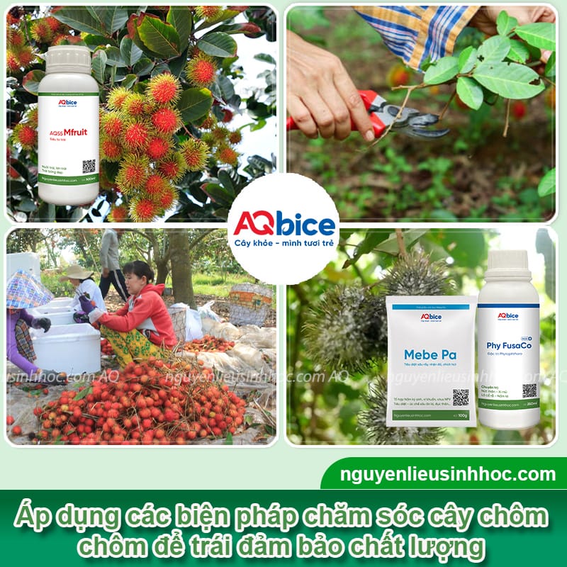Mùa chôm chôm tháng mấy và cách nhận biết khi nào thu hoạch