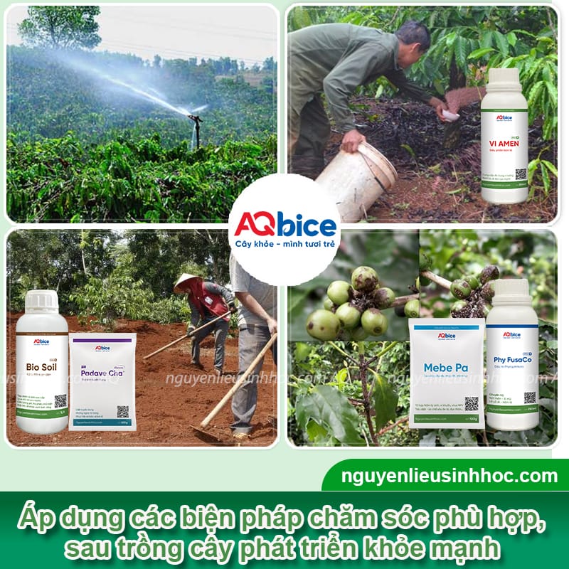 Khoảng cách trồng cà phê xanh lùn phù hợp và cách chăm sóc