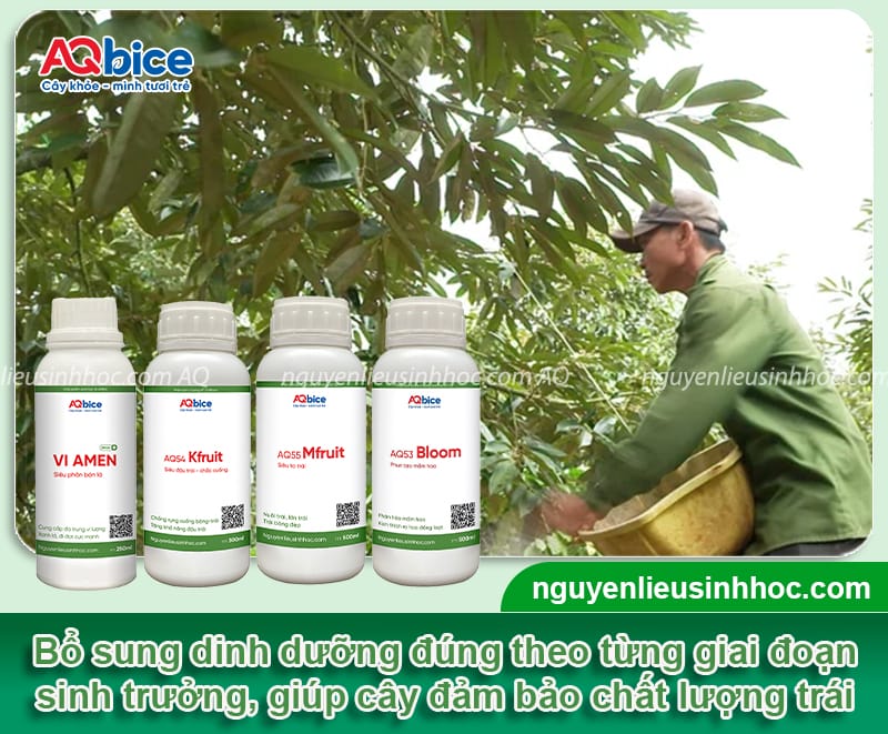 Top giống sầu riêng hạt lép chất lượng cao, cơm dày, hạt nhỏ 4 Top giống sầu riêng hạt lép chất lượng cao, cơm dày, hạt nhỏ