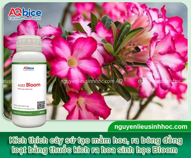 Vì sao sứ không ra hoa và cách xử lý giúp bông nở đều, đẹp