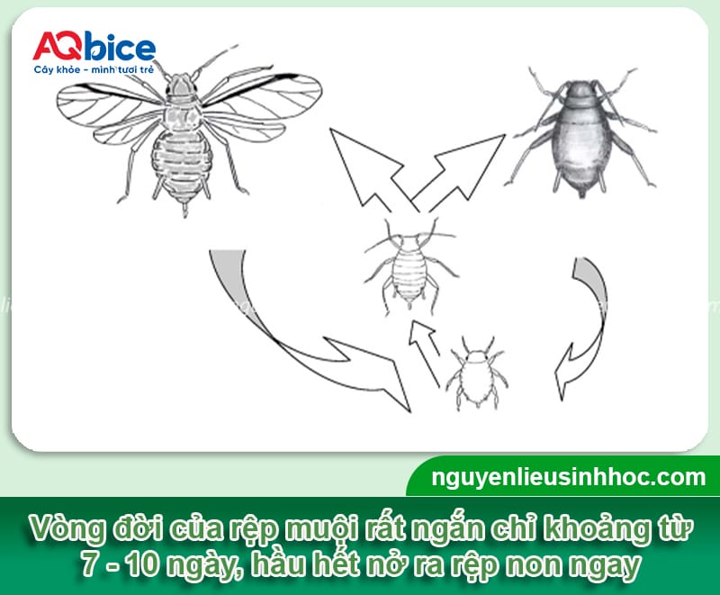 Nhận biết rệp muội trên cây sắn và cách phòng trừ hiệu quả