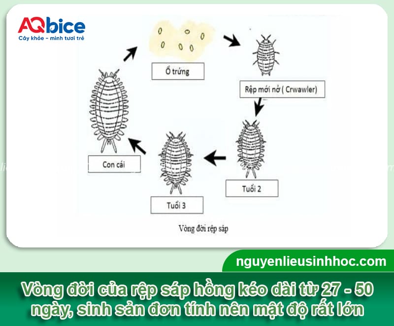 Đặc điểm của rệp sáp bột hồng trên cây sắn và cách phòng trừ 2 Đặc điểm của rệp sáp bột hồng trên cây sắn và cách phòng trừ