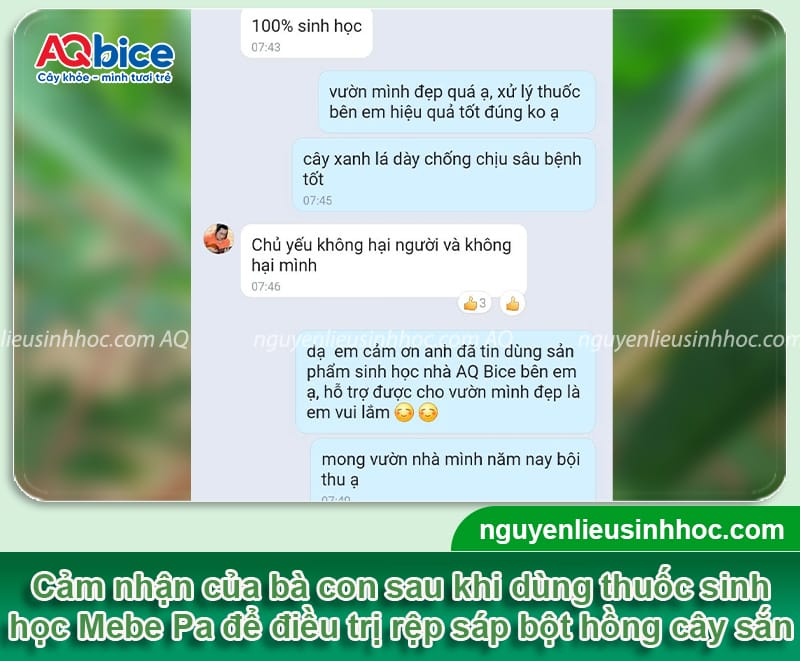 Đặc điểm của rệp sáp bột hồng trên cây sắn và cách phòng trừ 5 Đặc điểm của rệp sáp bột hồng trên cây sắn và cách phòng trừ