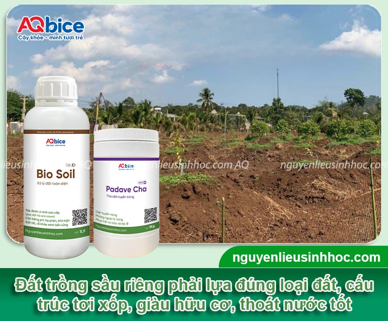 Top giống sầu riêng hạt lép chất lượng cao, cơm dày, hạt nhỏ 3 Top giống sầu riêng hạt lép chất lượng cao, cơm dày, hạt nhỏ