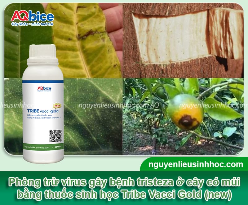 Bệnh tristeza trên cây có múi: Nguyên nhân và cách xử lý 4 Bệnh tristeza trên cây có múi: Nguyên nhân và cách xử lý