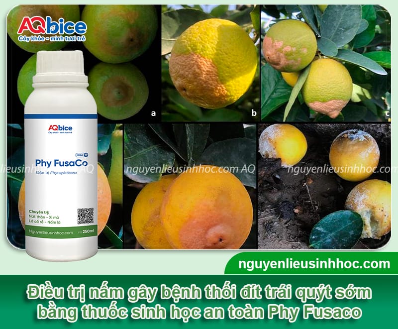 Nguyên nhân bệnh thối đít trái quýt và cách phòng trừ