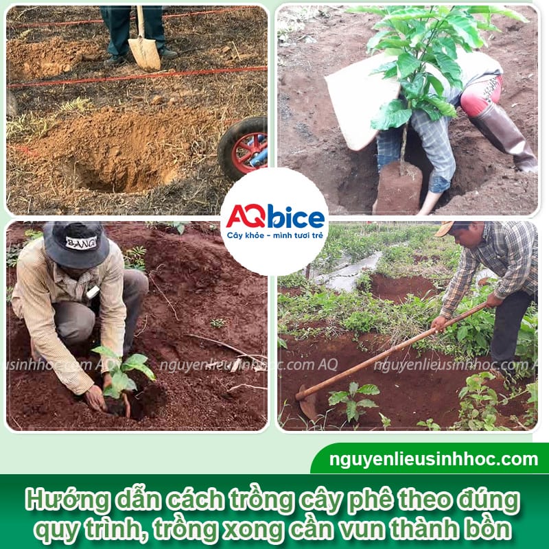 Khoảng cách trồng cà phê xanh lùn phù hợp và cách chăm sóc