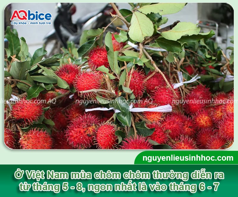 Mùa chôm chôm tháng mấy và cách nhận biết khi nào thu hoạch