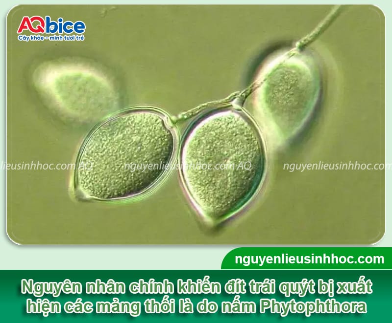Nguyên nhân bệnh thối đít trái quýt và cách phòng trừ
