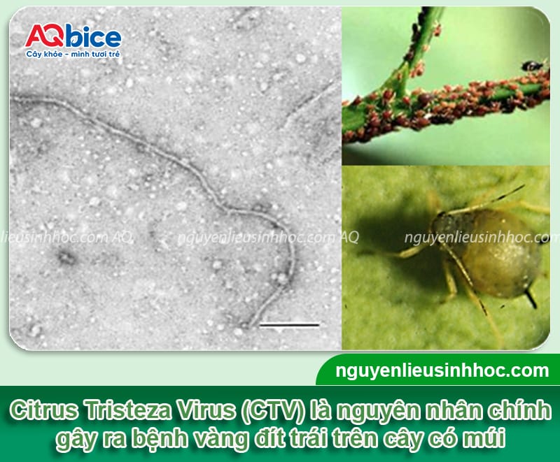 Bệnh tristeza trên cây có múi: Nguyên nhân và cách xử lý 2 Bệnh tristeza trên cây có múi: Nguyên nhân và cách xử lý