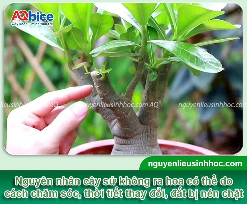 Vì sao sứ không ra hoa và cách xử lý giúp bông nở đều, đẹp