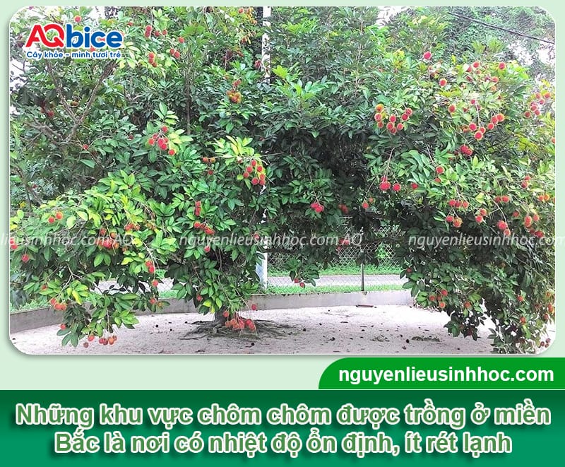 Cây chôm chôm có trồng được ở miền Bắc không?