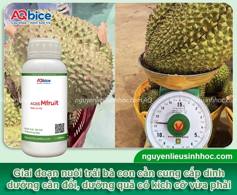Sầu riêng heo nguyên nhân do đâu và biện pháp xử lý 4 Sầu riêng heo nguyên nhân do đâu và biện pháp xử lý