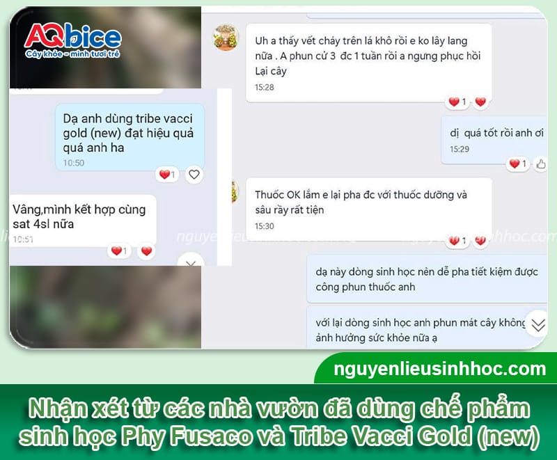 Các bệnh trên cây sắn phổ biến và cách phòng trừ hiệu quả