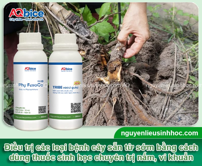 Các bệnh trên cây sắn phổ biến và cách phòng trừ hiệu quả