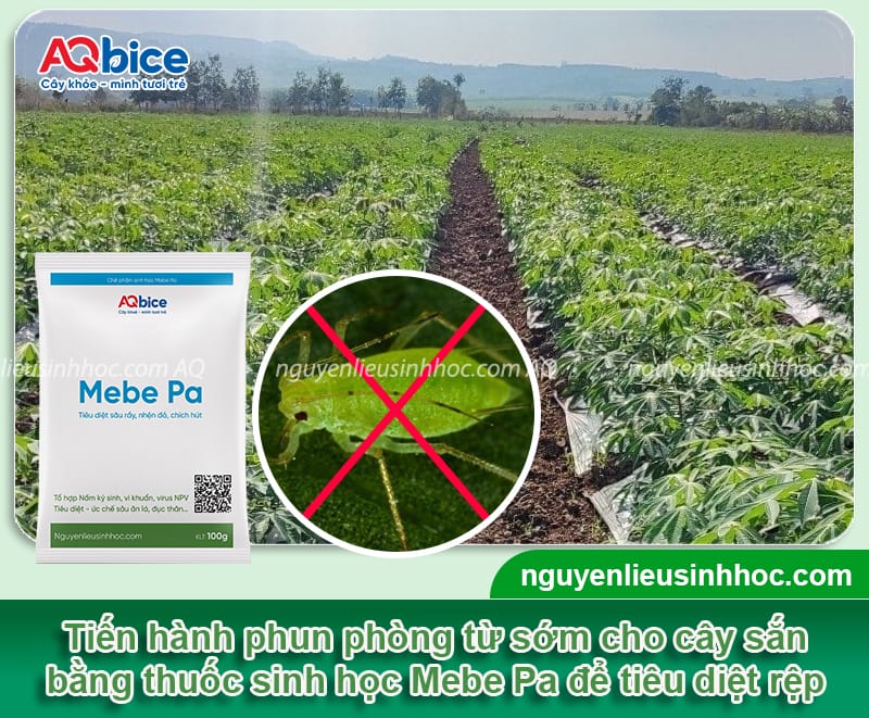 Nhận biết rệp muội trên cây sắn và cách phòng trừ hiệu quả