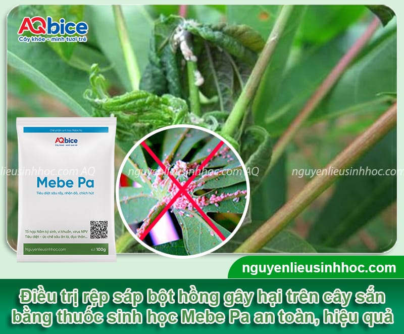 Đặc điểm của rệp sáp bột hồng trên cây sắn và cách phòng trừ 4 Đặc điểm của rệp sáp bột hồng trên cây sắn và cách phòng trừ