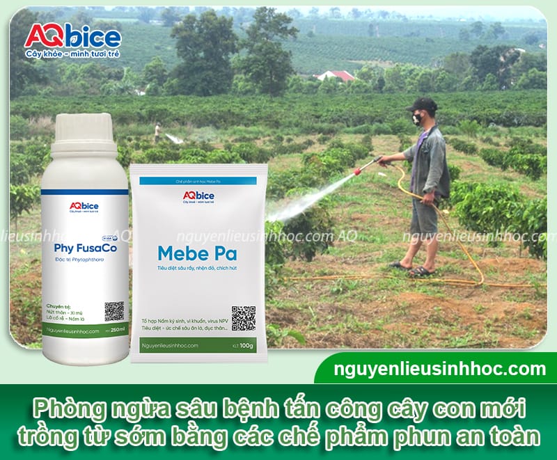 Hướng dẫn cách chăm sóc cà phê mới trồng tỷ lệ sống cao