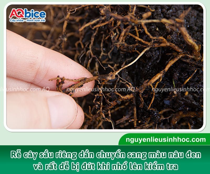 Sầu riêng bị nấm Phytophthora: Triệu chứng và cách xử lý 2 Triệu chứng nấm Phytophthora trên quả sầu riêng