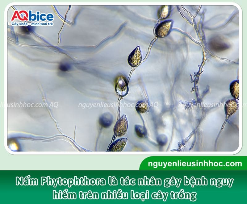 Sầu riêng bị nấm Phytophthora: Triệu chứng và cách xử lý 1 Sầu riêng bị nấm Phytophthora gây xì mủ thân
