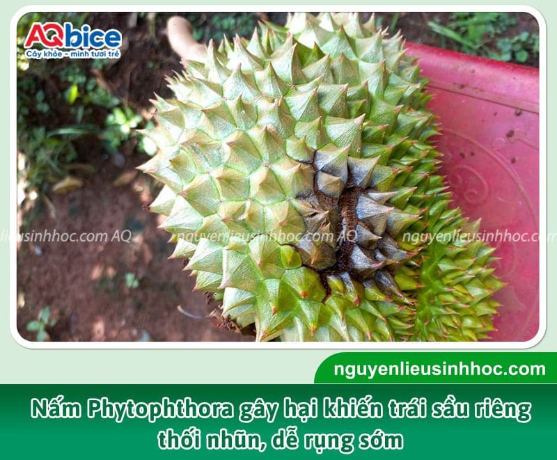 Hình ảnh minh họa nấm Phytophthora