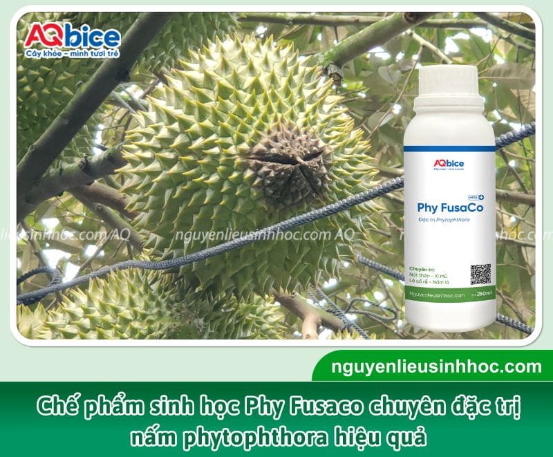 Sầu riêng bị nấm Phytophthora: Triệu chứng và cách xử lý 4 Phy Fusaco trị nấm sầu riêng