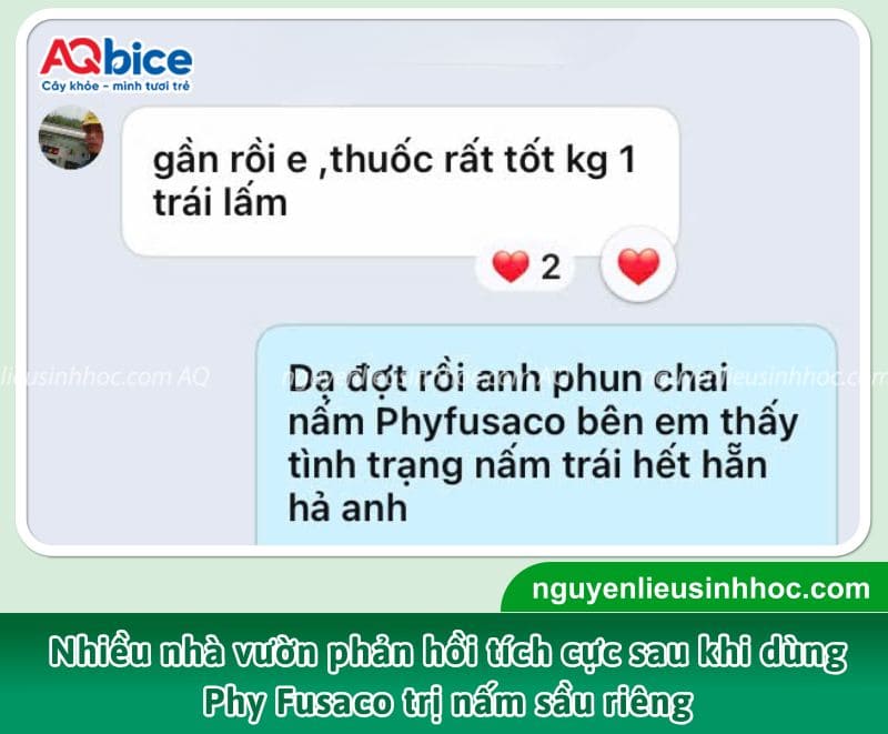 Sầu riêng bị nấm Phytophthora: Triệu chứng và cách xử lý 5 Feedback của bà con