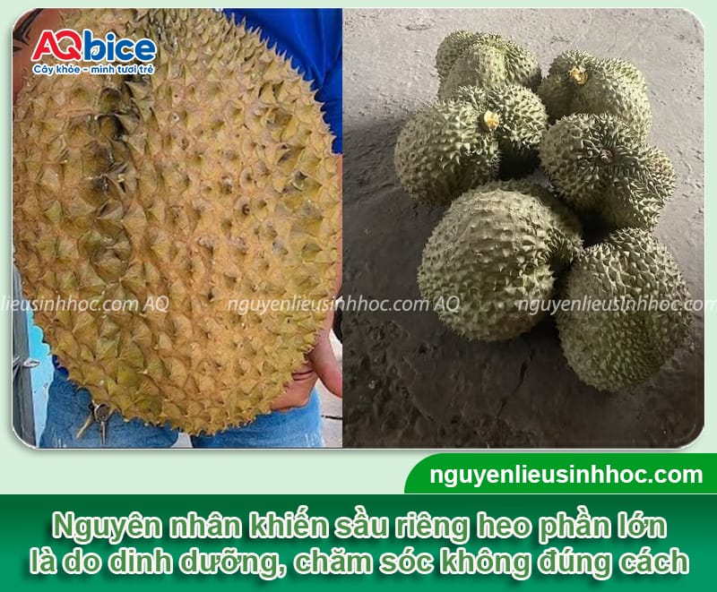 Sầu riêng heo nguyên nhân do đâu và biện pháp xử lý 2 Sầu riêng heo nguyên nhân do đâu và biện pháp xử lý