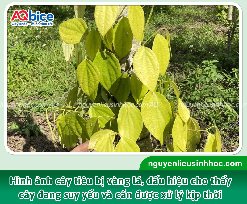 Hiện tượng cây tiêu bị vàng lá có thể do thiếu dinh dưỡng, sâu bệnh hoặc điều kiện môi trường bất lợi