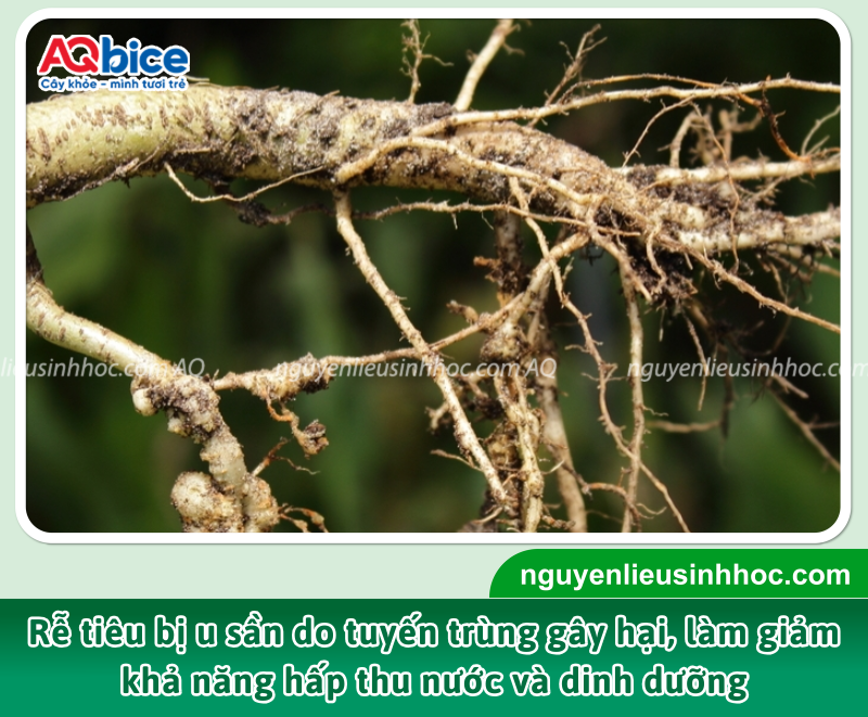  Bộ rễ bị thối, xuất hiện u sần: Khi đào kiểm tra phần rễ, bà con có thể thấy rễ bị thối, chuyển màu nâu đen, mềm nhũn hoặc khô mục