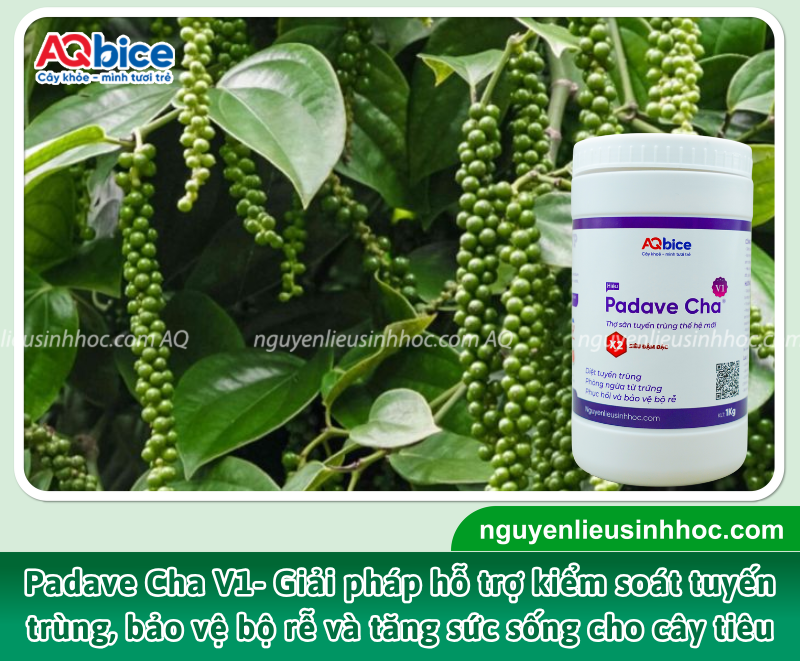 Padave Cha V1 được phát triển từ sự kết hợp giữa các chủng vi sinh vật có lợi và hoạt chất sinh học chuyên biệt, giúp hỗ trợ kiểm soát tuyến trùng, bảo vệ bộ rễ và cải thiện hệ vi sinh trong đất